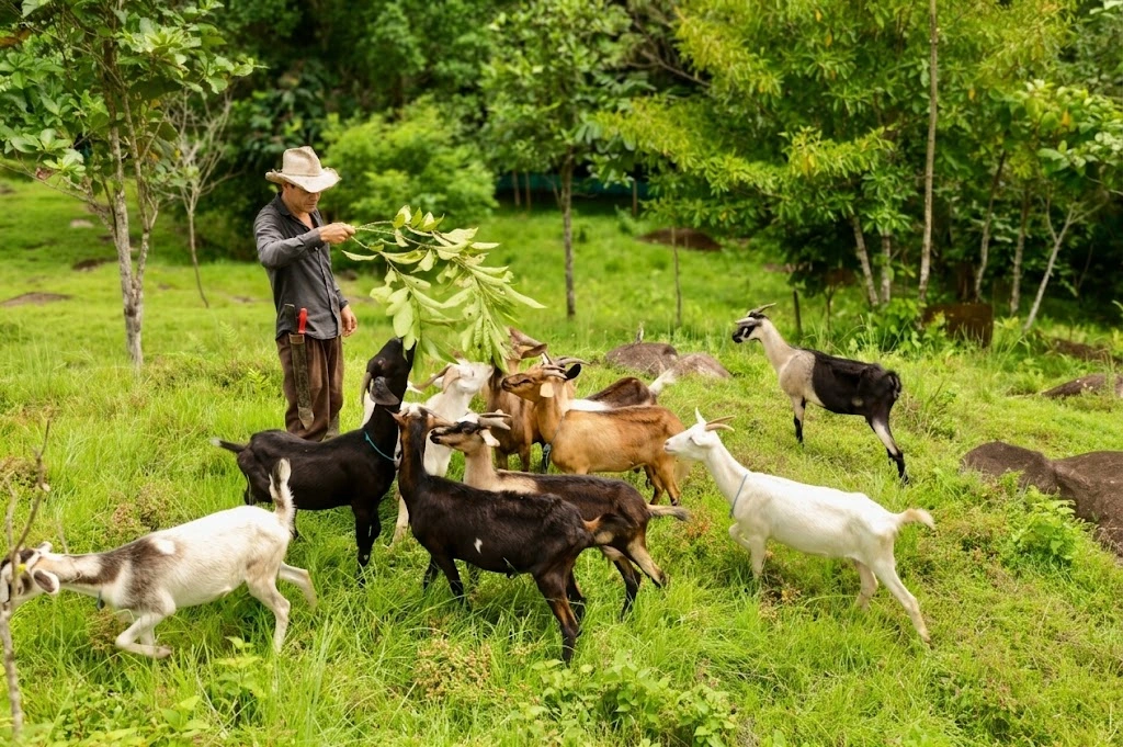 Rancho Ovino y Caprino la Primavera